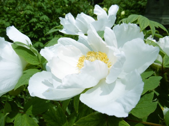 P1020167