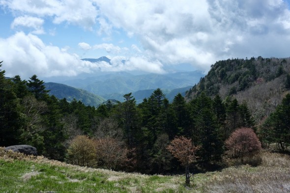 view with trees