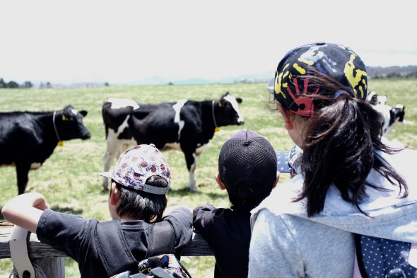 Kids enjoying the cows