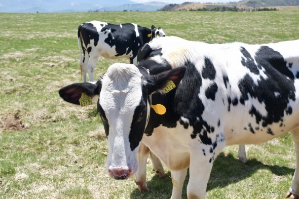 Moooo
