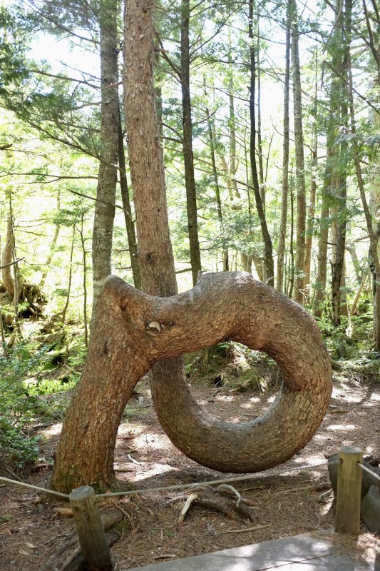 Loopy tree!!