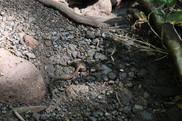 A harmless snake winding down the trail.