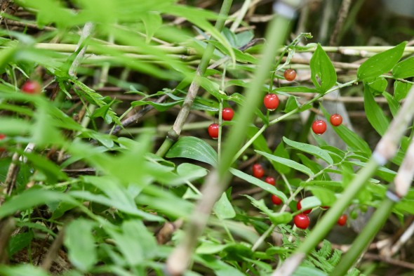 Don't eat strange berries unless you know what you're doing.