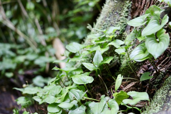 Plants growing out of a dying tree.