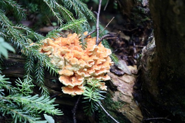 Orange fungus growing on a dying tree.