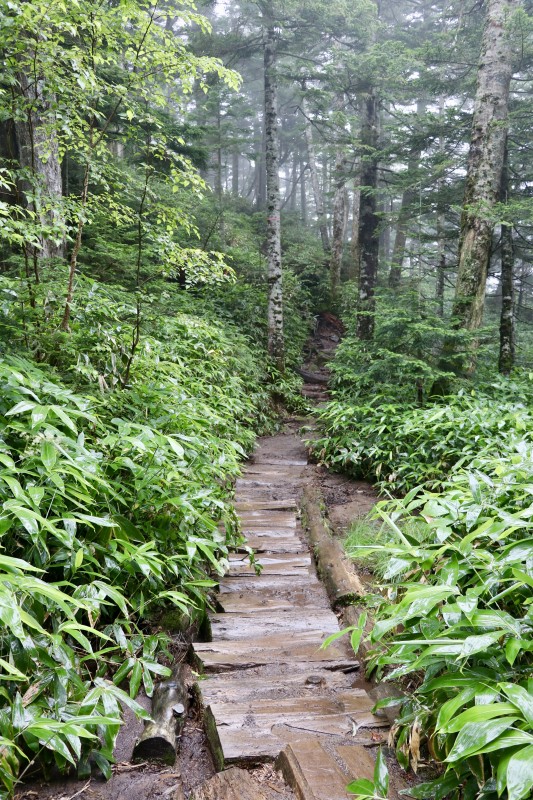 These wooden paths keep you out of the mud... some of the time.