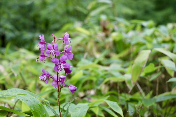 Purple Flowers growing in a clearing.