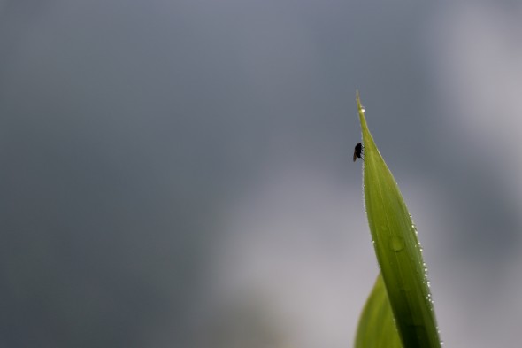 Fly on a green blade.