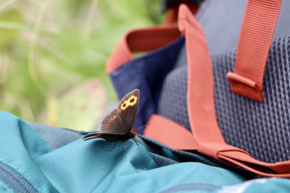 Butterflied were on our bags.