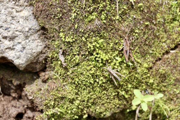 Crickets on a moss-covered rock.