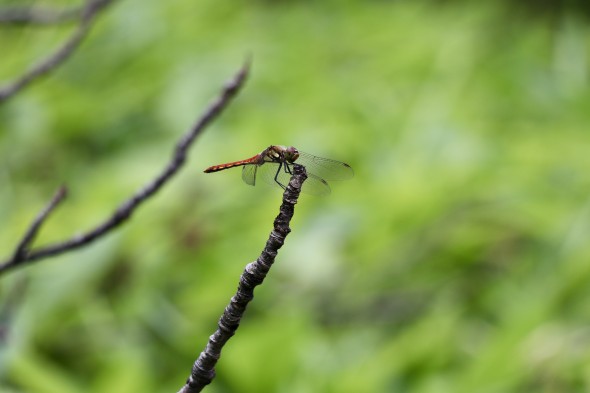 A dragonfly on a branch.