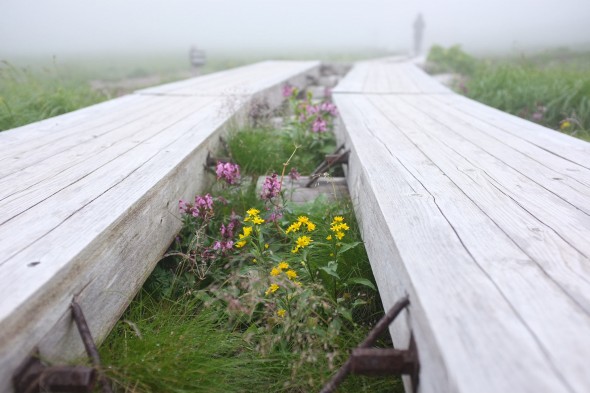 Boardwalk through the meadow