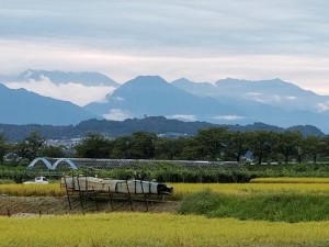有明と稲穂 