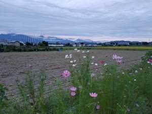 コスモスの夕暮れ
