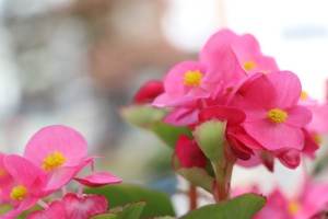 IMG_7092