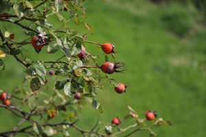 IMG_7198