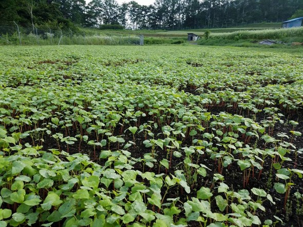 Mr. Maruyama's soba farm