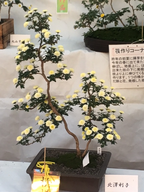 菊花展