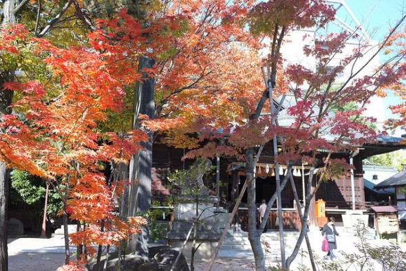 The main building of Yohashira Shrine behind the trees