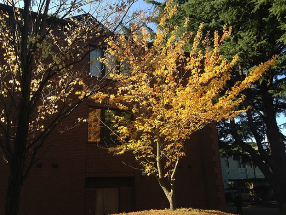 A brilliant yellow tree by the old school