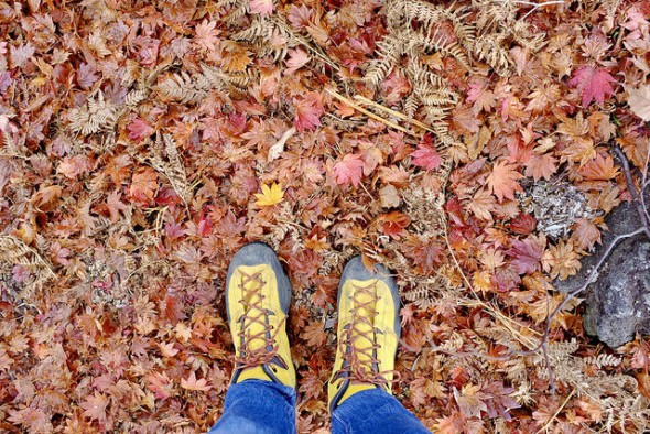 The famous fire-red leaves of Ichinose's giant maple tree making a brilliant carpet on the ground.