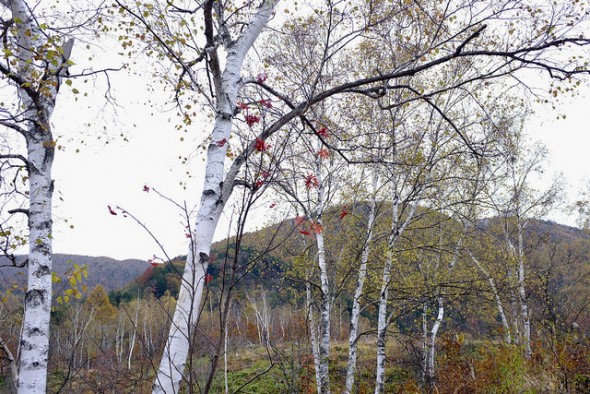 White-barked birches