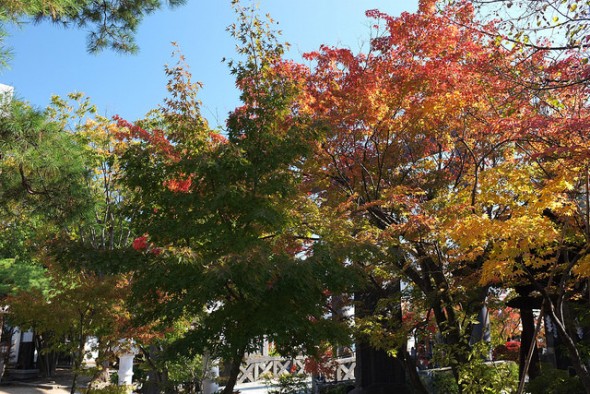 Trees at Yohashira Shrine