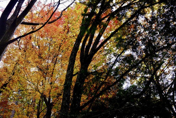 Brilliantly colored leaves from underneath the trees
