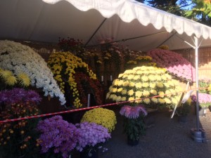 大きな菊