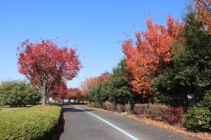 IMG_7589