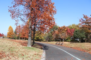 IMG_7633