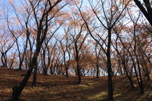 IMG_7880