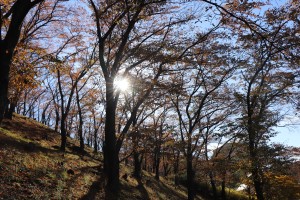 IMG_7887