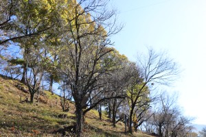 IMG_7904