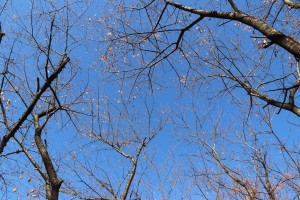 IMG_7919