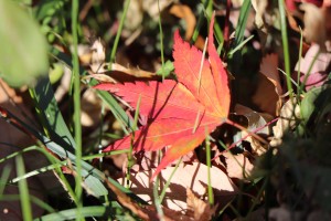 IMG_8650