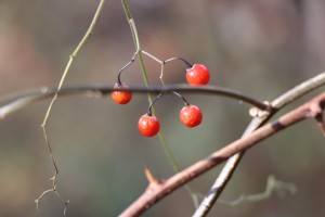 IMG_8652