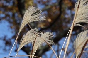 IMG_8678