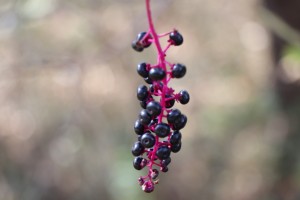 IMG_8720