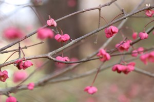 IMG_8815