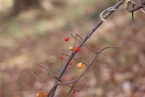 IMG_8818