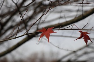 IMG_9022
