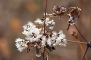 IMG_9023