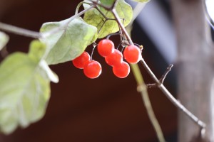 IMG_9041
