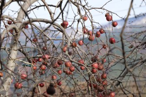 IMG_9257