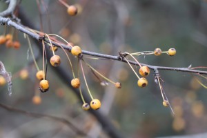 IMG_9278