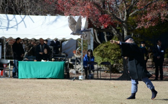 falconry3