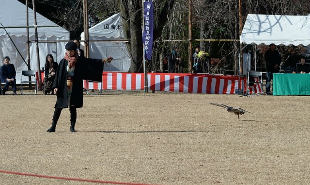 falconry4