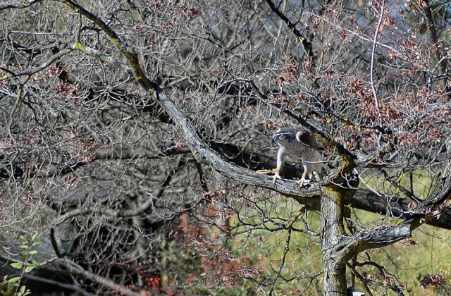 falconry5