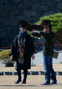 falconry6